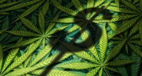 Cannabis business and marijuana industry concept as the shadow of a dollar sign on a group of leaves in a 3D illustration style.