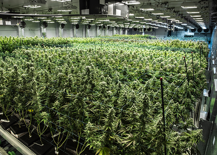 Harmony Foundation in Secaucus is hoping to change that by becoming the first New Jersey-based, nonprofit medical dispensary to expand into the state’s adult-use market.