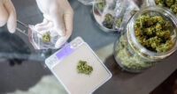 Cannabis