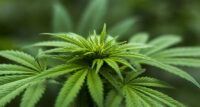 Cannabis