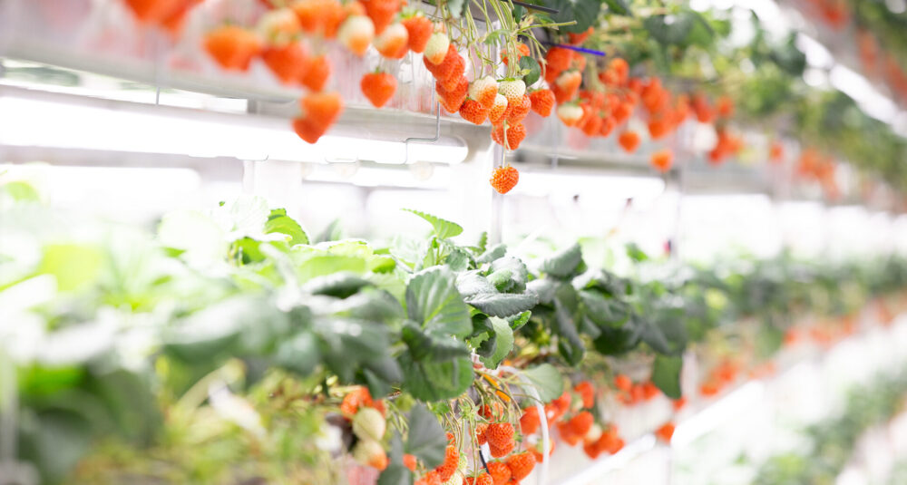 Row-of-Omakase-Berries_1-