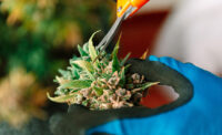 Cannabis