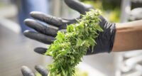 Cannabis