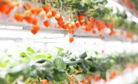 Jersey City-based Oishii – which translates to “delicious” in Japanese – introduced its first strawberry in 2018, the Omakase Berry.