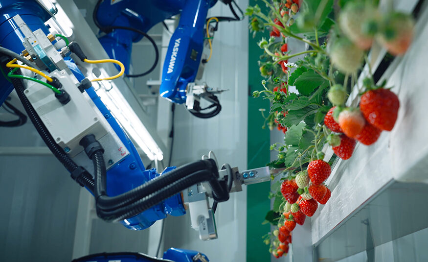 Founded in 2016, Jersey City-based Oishii relies on advanced robotics combined with traditional farming methods to operate its three indoor farm facilities.