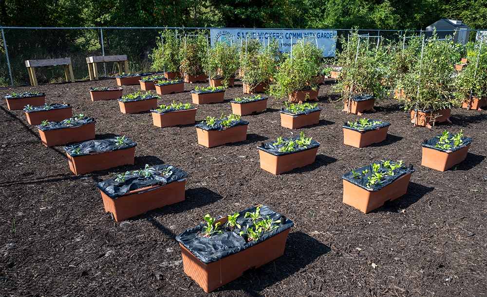 According to RWJBarnabas, the Sadie Vickers CommUnity Garden in South Toms River will generate more than 2,400 pounds of produce in the coming months. PROVIDED BY RWJBARNABAS HEALTH
