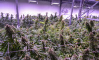 Cannabis cultivation facility