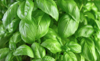 Basil leaves