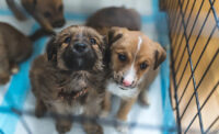 Puppies