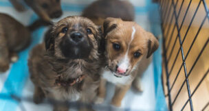Puppies