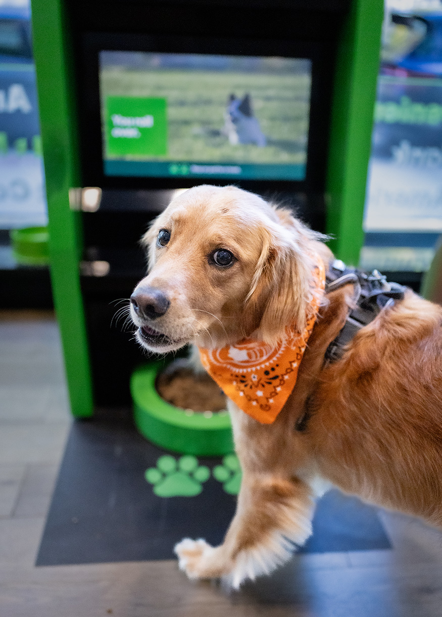TD Bank has introduced Automated Treat Machines (ATMs), offering free snacks for customers' dogs.