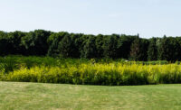 Green space