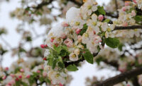 Apple blossoms