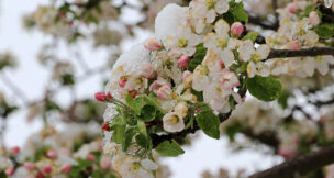 Apple blossoms