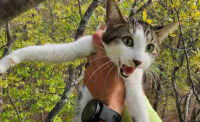 Steven Murrow, a licensed arborist from Pitman and the owner of Tesla Tree Service, uses his professional tree-climbing skills to retrieve cats stuck in tall trees – at no cost.