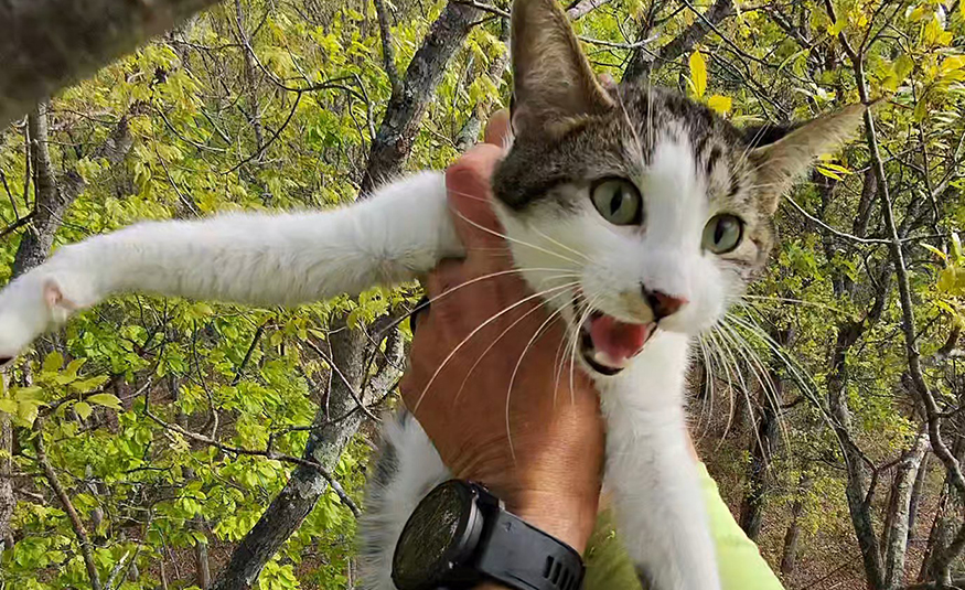 South Jersey arborist rescues 200 cats from trees – for free