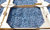 Freshly picked blueberries