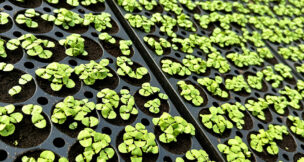 Edible Garden is headquartered in Belvidere.