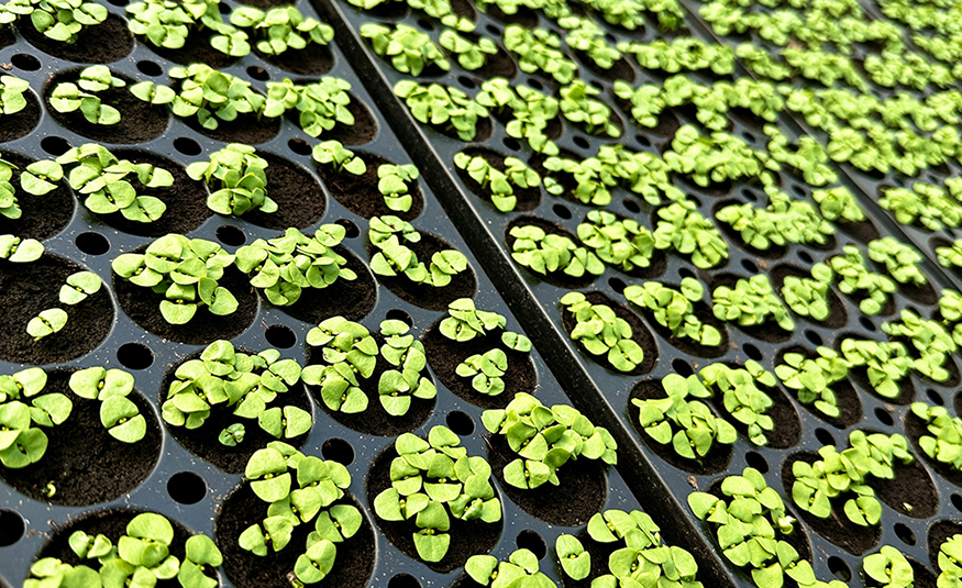 Edible Garden expands Walmart distribution in Mid-Atlantic