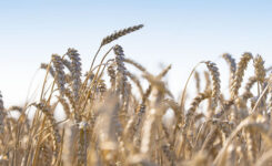 Puratos U.S. wheat supply chain