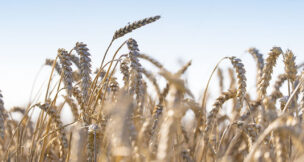 Puratos U.S. wheat supply chain