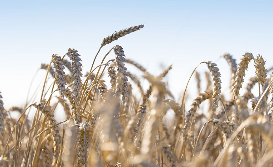 Puratos expands regenerative agriculture for US wheat