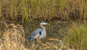Great blue heron
