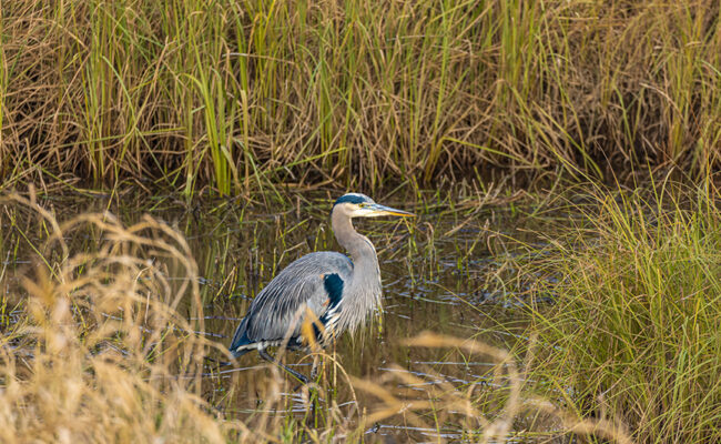OPINION: NJ can protect wetlands and speed permits