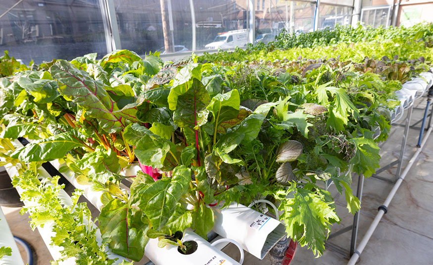 Beth Greenhouse marks 10 years of providing fresh produce in Newark (photos)